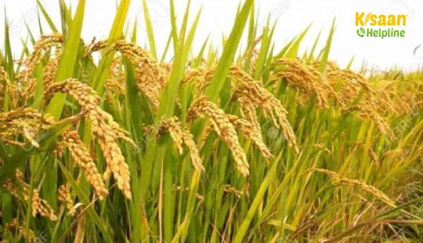 सरकार इस खरीफ सीजन में अब तक 1.06 लाख करोड़ रुपये के धान की खरीद की सरकार इस खरीफ सीजन में अब तक 1.06 लाख करोड़ रुपये के धान की खरीद की